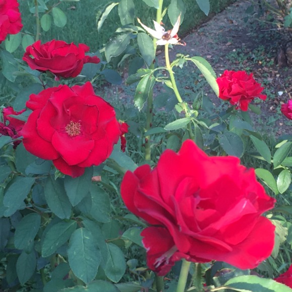 florecita222